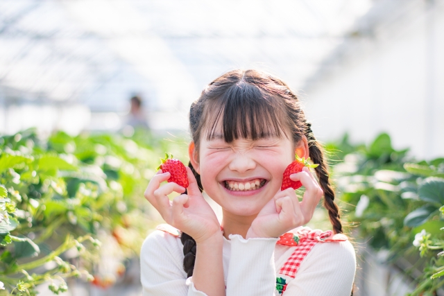 イチゴ狩り
