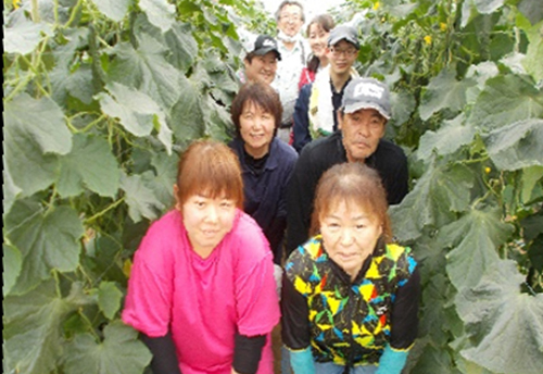 きゅうりの仲間たち